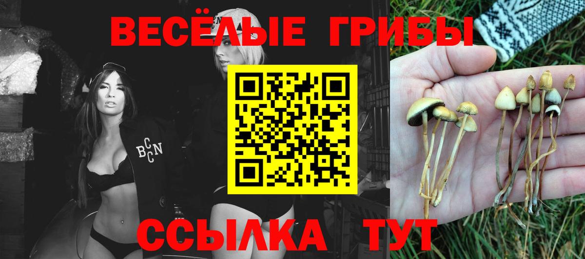 Морозовск  закладки  Галлюциногенные грибы прущие грибы  Вход с VPN  Псилоцибиновые грибы Psilocybe 